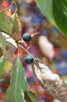 Blackgum